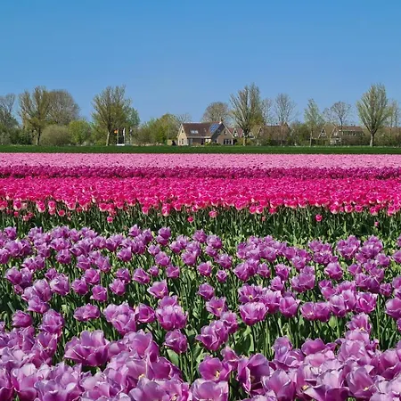 Chalet 531a Op Recreatiepark De Wielen *